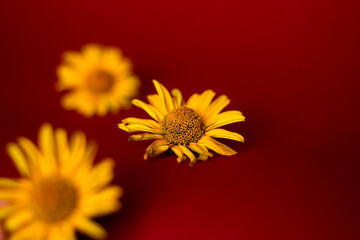 small yellow flowers on a red background photo close
