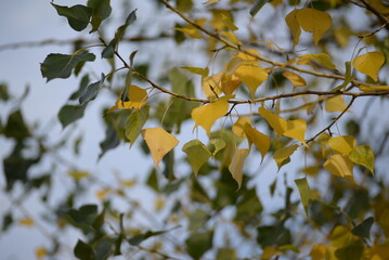 autumn leaves, yellow poplar leaves close-up, autumn photo, poplar branches with yellow leaves