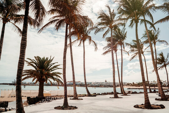 Palm trees by Las Cucharas beach in Costa Teguise in Lanzarote, Canary Island, Spain