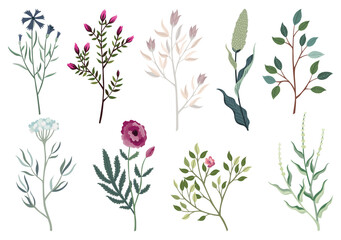 Flower and leaves set. Different floral elements in watercolor.Vector composition for designing greeting cards or invitations