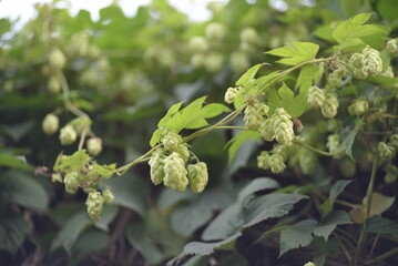 hops, beer, varieties dominated by herbal, spicy and citrus tones, alpha acids, beta acids, oils, flowering climbing plant, hemp family, hopping, intoxication, green branches of hops