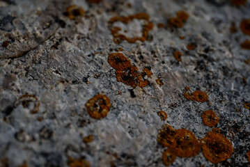 Macro close up of rock texture and moos on it with selected focus and selected blur