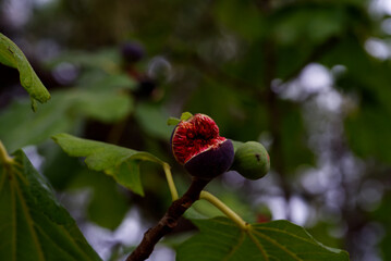Poped plum with selective focus and selective blur on the center