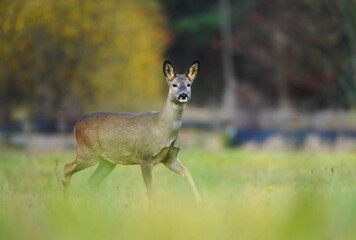 Naklejka na ściany i meble Autumn scene with a roe deer. (Capreolus capreolus) Doe in the nature habitat.