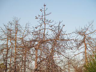 Black stem borer insect and bark beetles destruction of pine trees. dead dry trees coniferous forest
