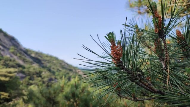 pine branch moves in the wind against the blue sky. hiking in Korean mountains.
