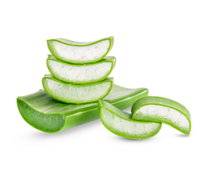 Aloe Vera isolated on transparent background. (.PNG)