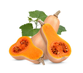 Butternut squash with leaves on transparent background. (.PNG)