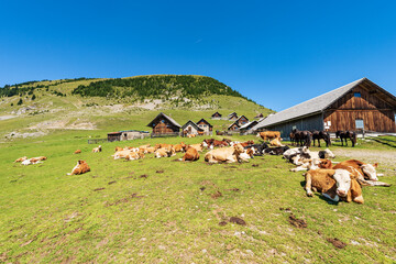 Fototapeta na wymiar Herd of dairy cows and horses in a mountain pasture, Italy-Austria border, Feistritz an der Gail municipality, Osternig or Oisternig peak, Carinthia, Carnic Alps, Austria, central Europe.