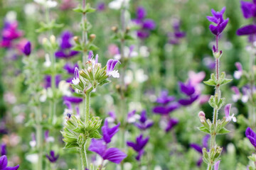 beautiful purple flowers on a background of green grass