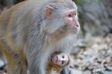 Japanese macaque mom and baby in the wild