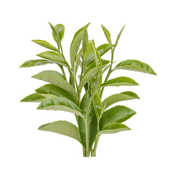Fototapeta Green tea leaves isolated on transparent background. (.PNG)