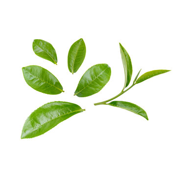 Fototapeta Green tea leaves isolated on transparent background. (.PNG)