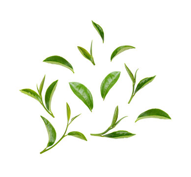 Fototapeta Green tea leaves isolated on transparent background. (.PNG)