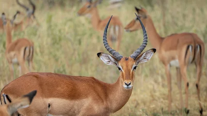Poster Im Rahmen Junge antilope mit schöner symmetrischer horngiraffe bei sonnenuntergang im serengeti nationalpark tansania afrika © artura