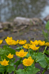 Fototapeta premium Yellow flowers of caltha palustris close-up on the bank of the pond