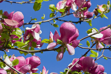 Sulange magnolia Black tulip close-up on a tree branch © tillottama