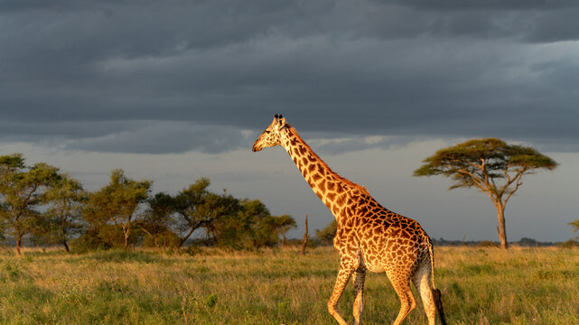 giraffe at sunset at serengeti national park tansania africa