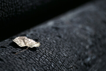 Dry leaves on a burning log