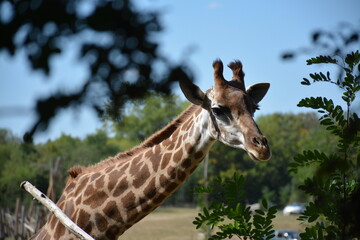 Parc animalier - Girafe du Cap