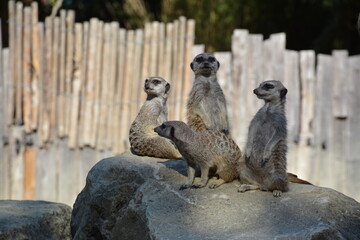 Parc animalier - Les suricates
