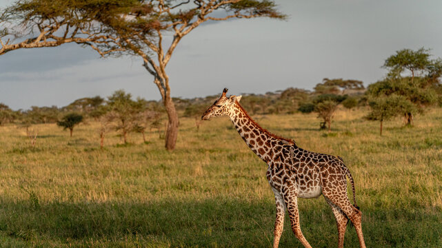 giraffe at sunset at serengeti national park tansania africa