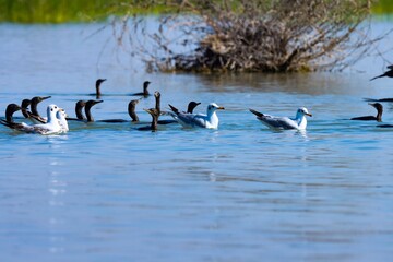 Waterbirds in the lake. Group of birds at river. Beautiful birds.

