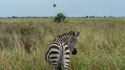 Zebra looking back with hot-air balloon in background at dawn in ngorongoro national park serengeti tansania africa
