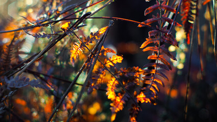 Macro de feuilles de fougère aux teintes orangées