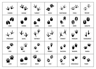 animals foot marks animal footprint animals paw 

silhouettes. animals and birds feet tracks. 


