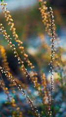 Macro de fleurs de bruyère sauvages, dans la forêt des Landes de Gascogne