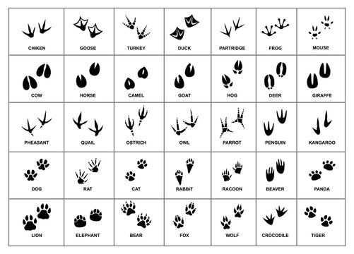 animals foot marks animal footprint animals paw 

silhouettes. animals and birds feet tracks. 


