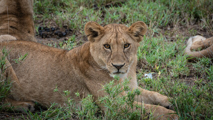 lion cub laying in grass after feasting in the morning at serengety national park tansania africa