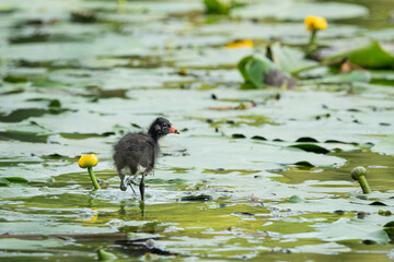 A young common moorhen looking for food