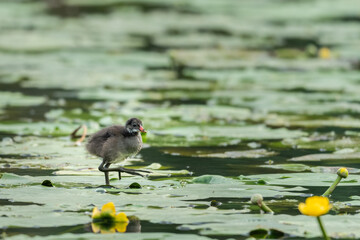 A young common moorhen looking for food