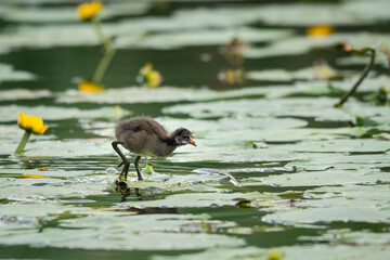 A young common moorhen looking for food