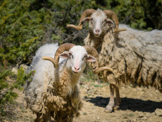 Portrait of a sheep in Croatia with beautiful horns