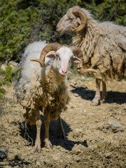 Portrait of a sheep in Croatia with beautiful horns