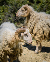 Portrait of a sheep in Croatia with beautiful horns