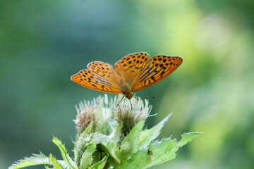 Argynnis paphia Butterfly on flower Close Up
