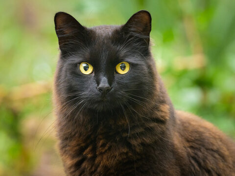 Portrait of a black cat with yellow eyes