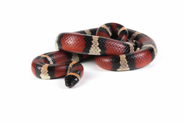 Pueblan milk snake on isolated background, milk snake closeup on white background