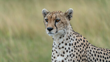 Close up cheetah portrait in Serengeti Tansnia