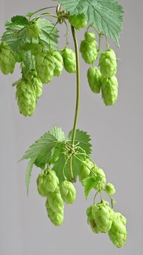 Fresh twig of green hops climbing plant rotating on wind