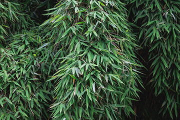 Close up on Bamboo plant leaves in the garden