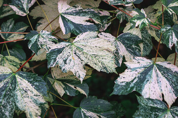 Sycamore maple var Nizetii tree Acer pseudoplatanus