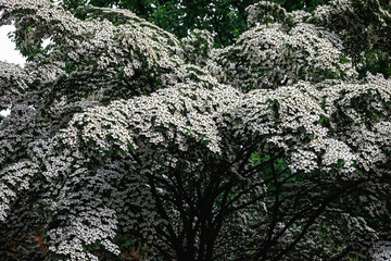 Cornus kousa small deciduous tree in Poland