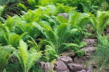 Ferns in forest in Lodzkie region of Poland
