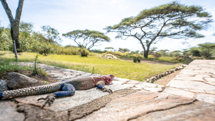 lizard on the rock colorful tarangire serengeti national park tansania africa