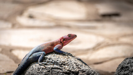 lizard on the rock colorful tarangire serengeti national park tansania africa